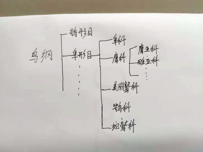 鹰和隼有什么区别（鹰和隼的区别在哪里）-第11张图片-巴山号