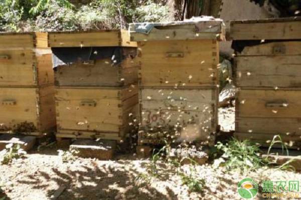 怎样养蜜蜂（蜜蜂养殖技术与管理方法介绍）