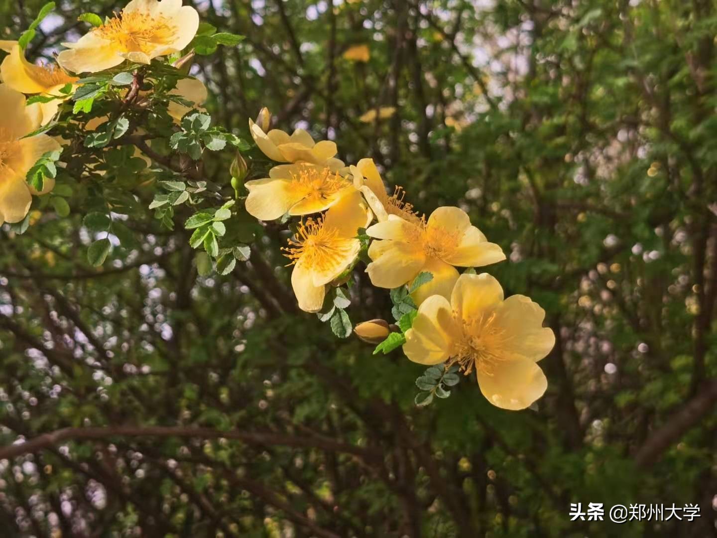 绝美！快来评选你心中最美的郑大“校花”