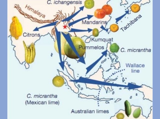 柑橘，一个极其“混乱”的水果家族