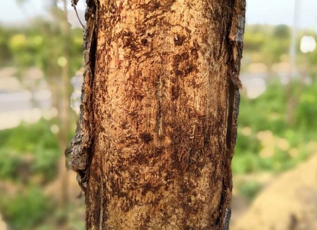 蠹虫怎么能彻底消灭（蠹虫怎么能彻底消灭粉甲虫）-第5张图片-科灵网