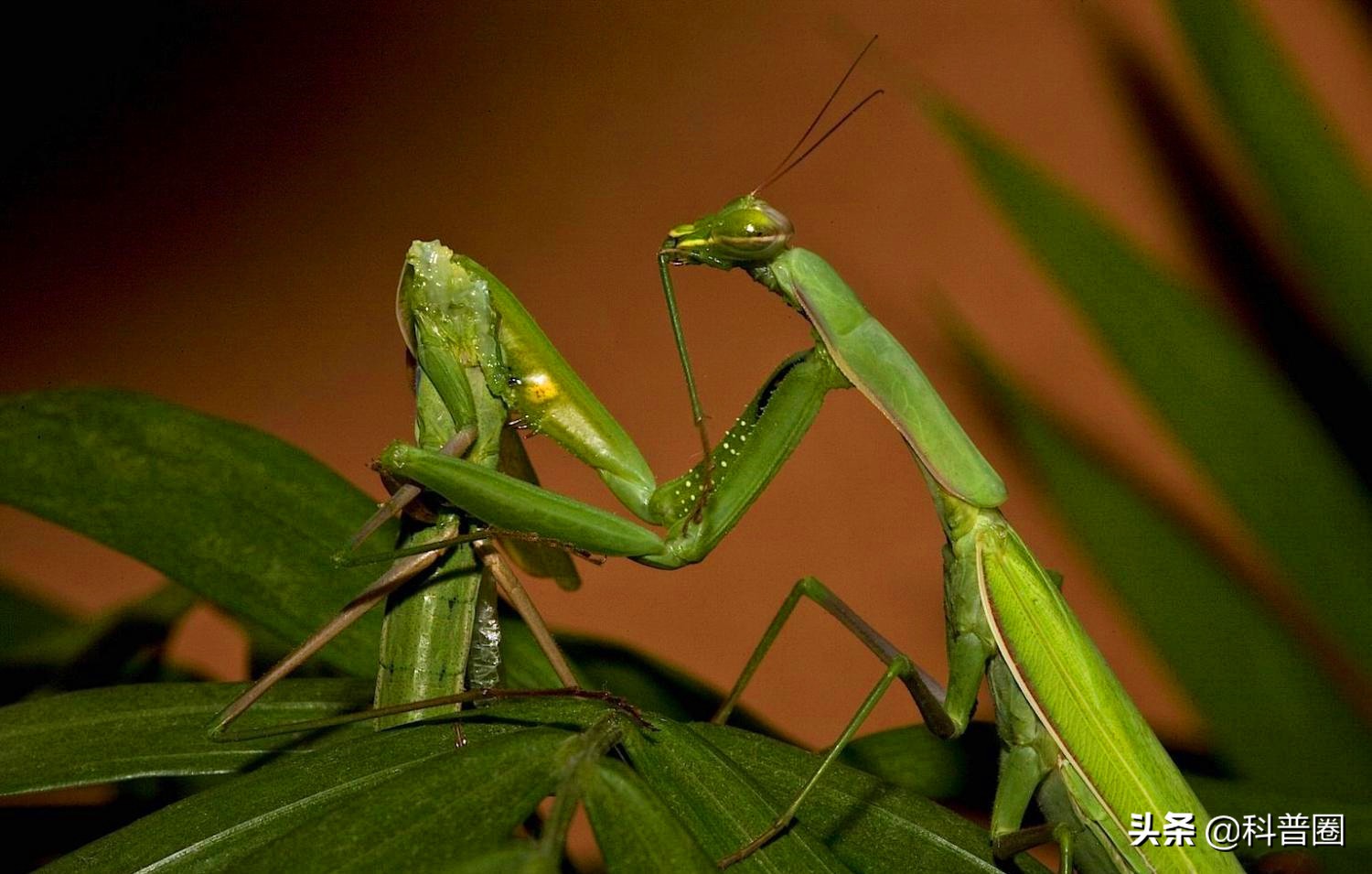 螳螂是益虫还是害虫 螳螂最怕什么昆虫 - 天云网