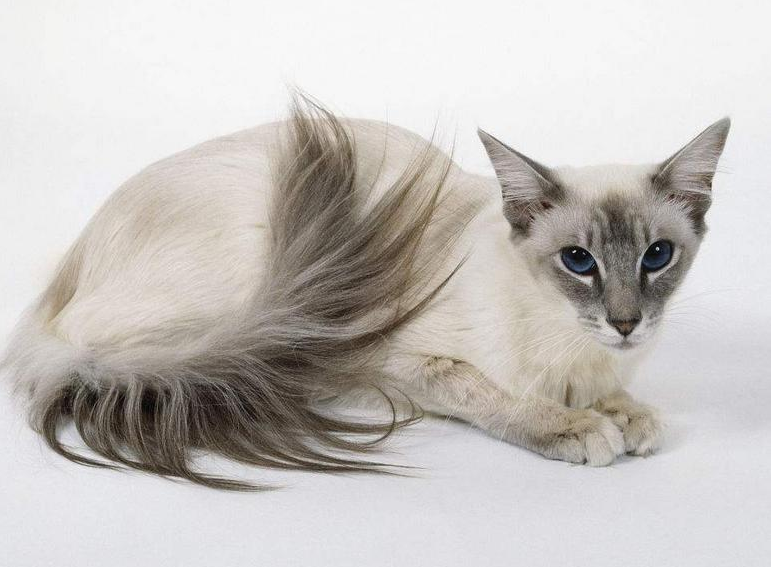 那么可以选它巴厘猫是一只很优美的猫咪,性格温顺,开朗,而且不会乱