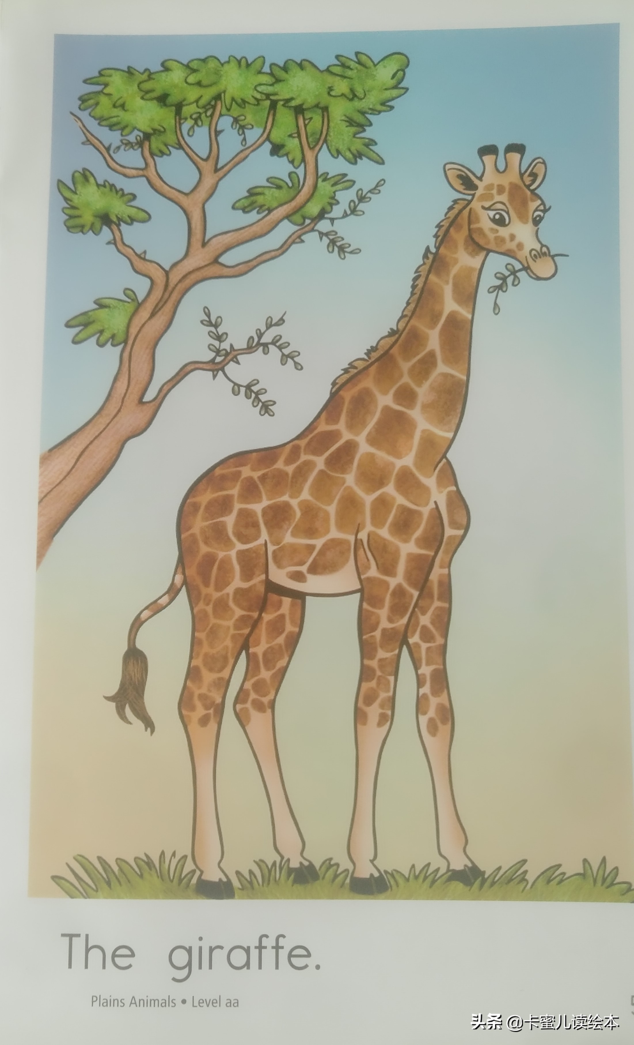 英文有声绘本故事《Plains Animals》