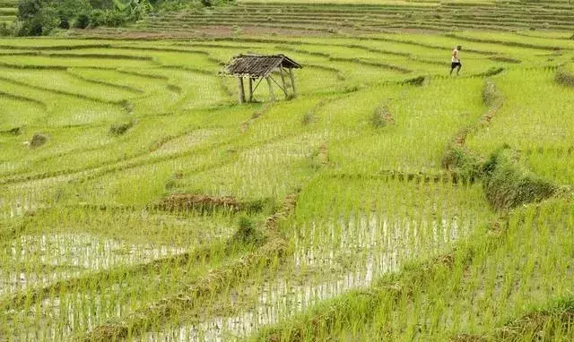 水稻的种植过程（水稻的种植过程二年级语文题）