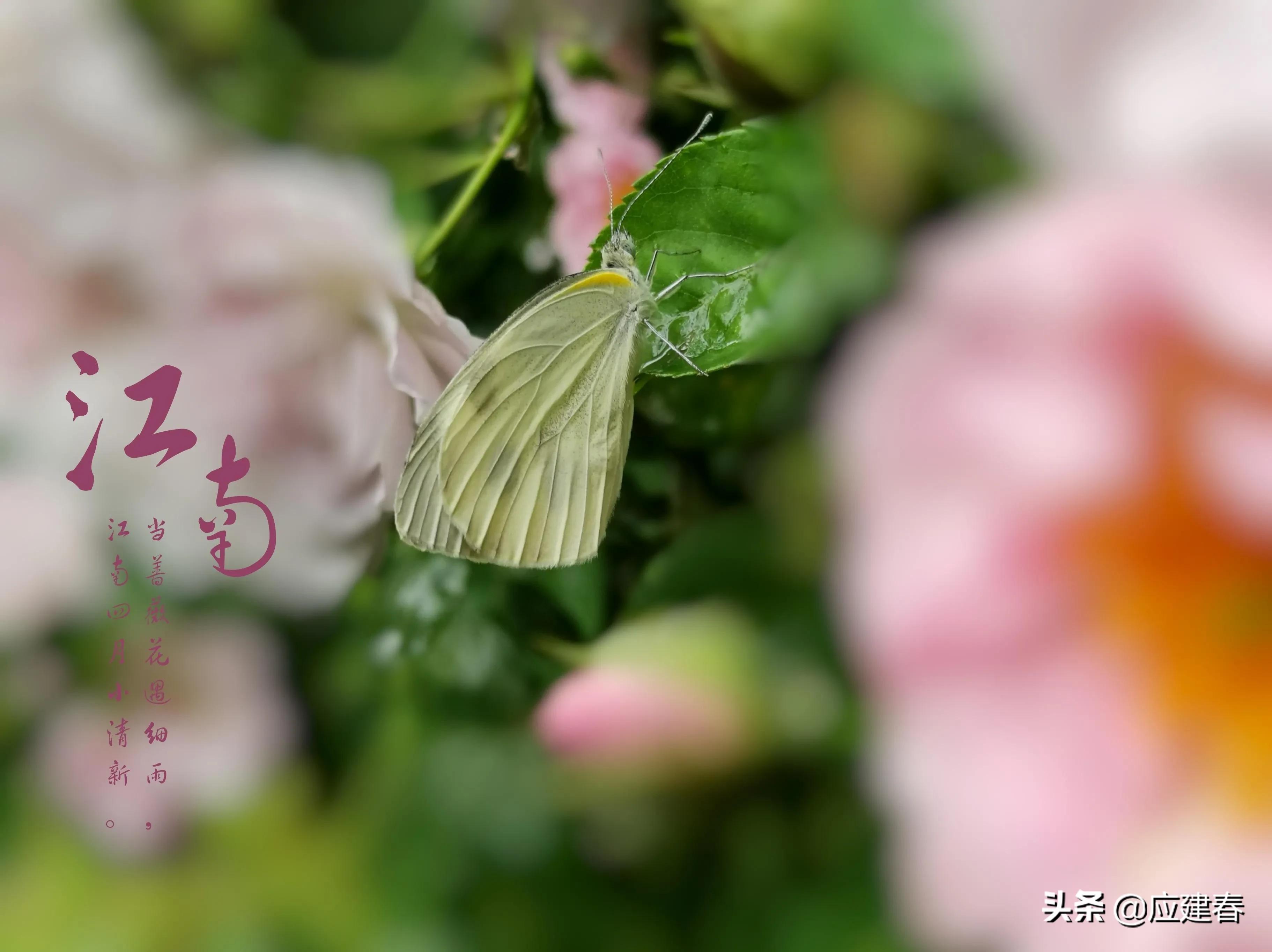 「散文」当蔷薇花遇细雨，江南四月小清新