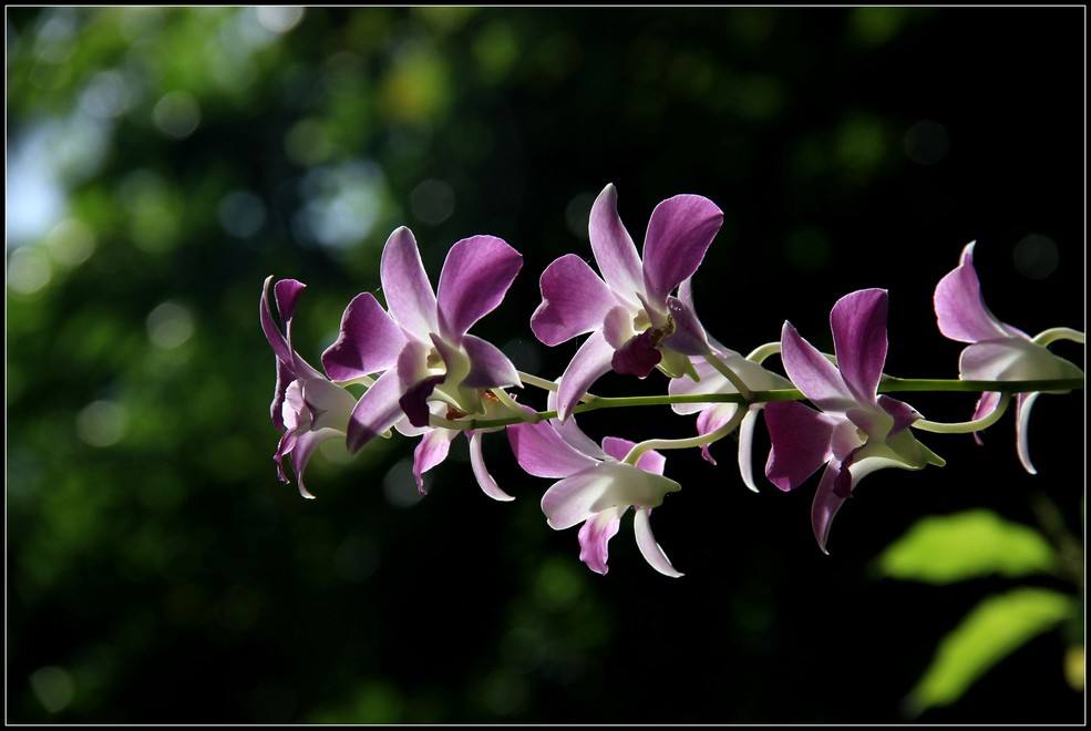 整理十首赞美兰花的古诗词，让你时空穿梭回唐宋！