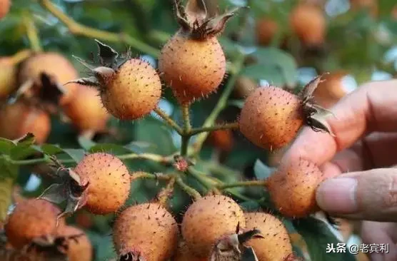 这种东西叫土瓜清甜可口 可做菜炒着吃，可做生果吃你们那叫什么