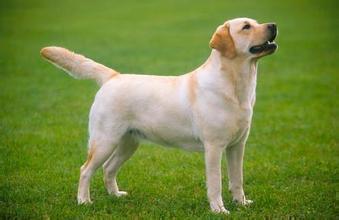 世界杯属于大型(最适合家庭养的十种大型犬)