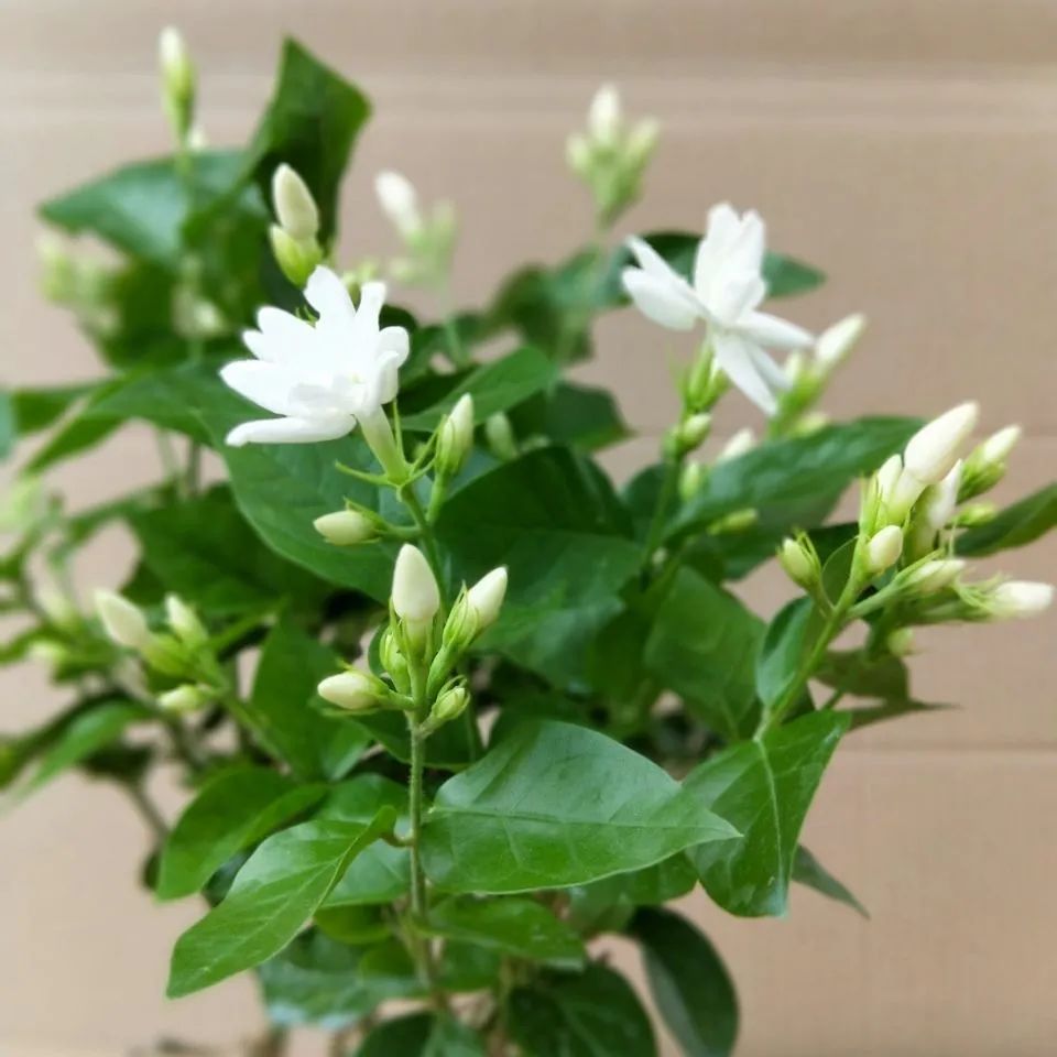 这些花,现在入手最适合,冬季室内也能花开爆盆