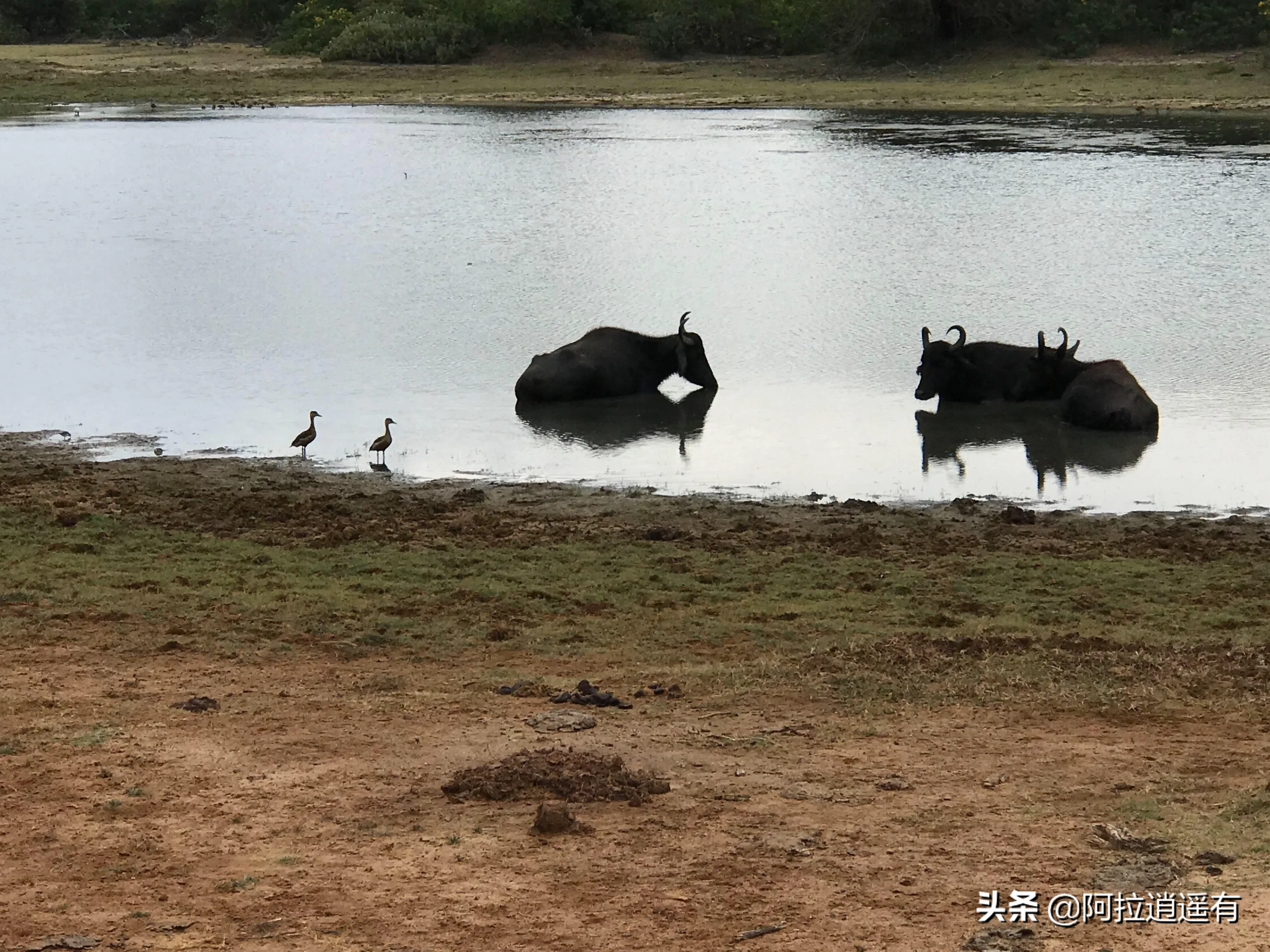 印度别车(斯里兰卡记行（二十二）：原来孔雀开屏有两个理由，并非为了比美)