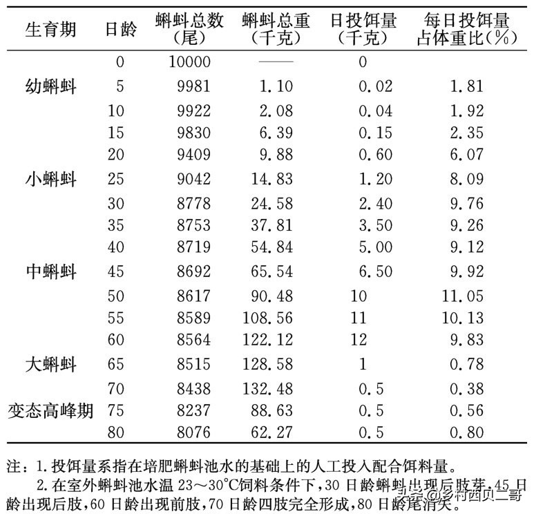 牛蛙的养殖技术（正确的牛蛙的养殖方法大全）