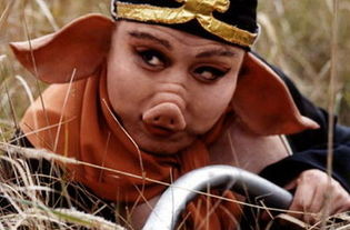 保证你是第一次见这38只猪猪