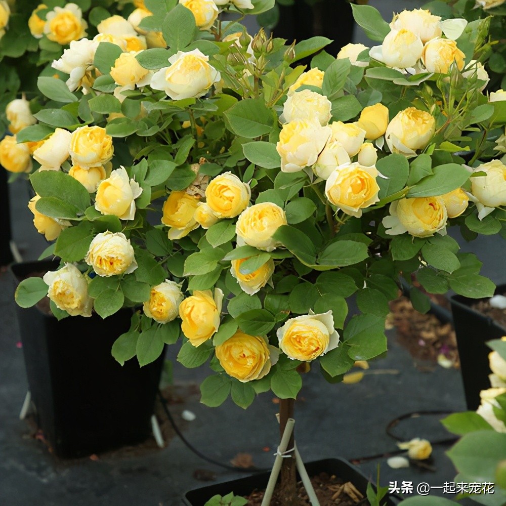 黄月季图片大全(推荐5种高颜值黄色系月季)-735网