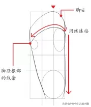 脚背是哪个部位图解(绘画｜动漫人物绘画中，脚的基本构造和绘制方法)