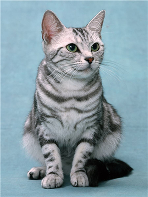 跳水运动员为什么可以在空中旋转（研究了这么多年物理学，我懂的还没我家猫多）