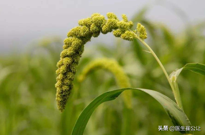 粟米是什么黍粟种植最古老