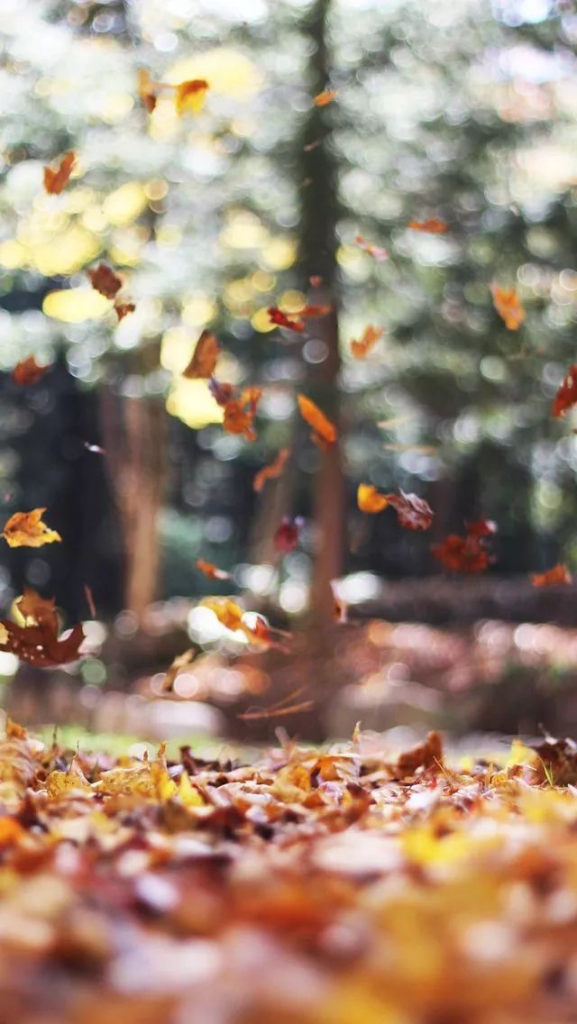 「诗词鉴赏」秋风起，在秋天里，赴一场诗意之约