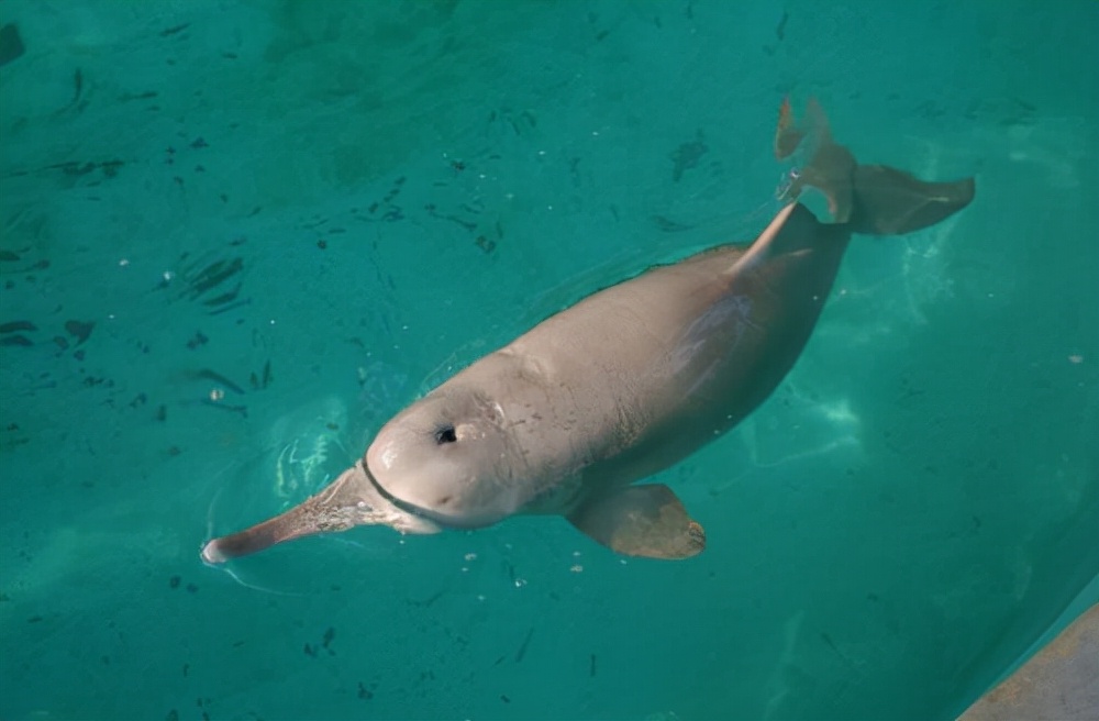 河豚是淡水鱼还是海水鱼(详解河豚的栖息地与种类)