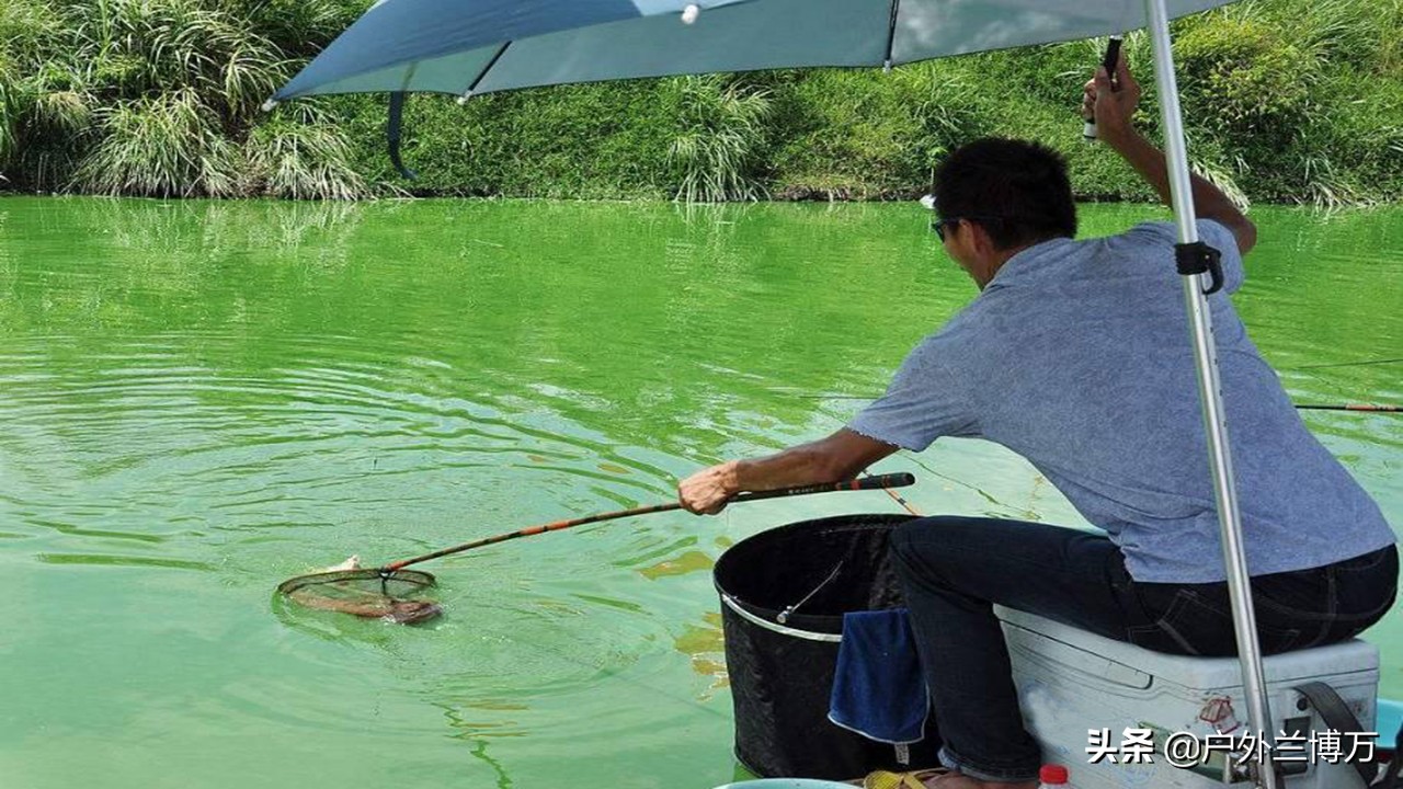 钓好黑坑并不难，掌握这些诀窍就够了