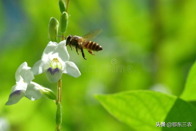 在农村若是被蜜蜂蛰到，有2种快速的止痛方法效果好