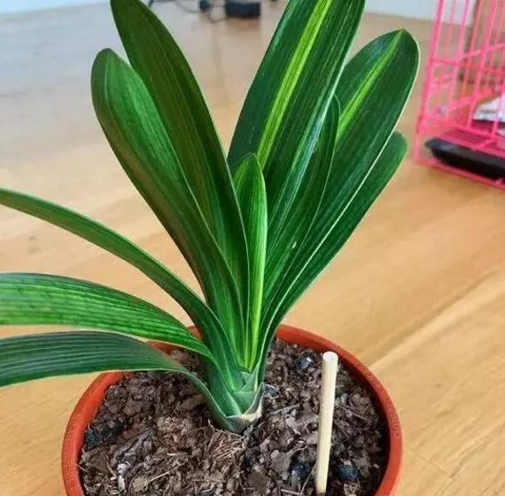 旧筷子、吸管不要扔,插到花盆土里,对植物根好处多多