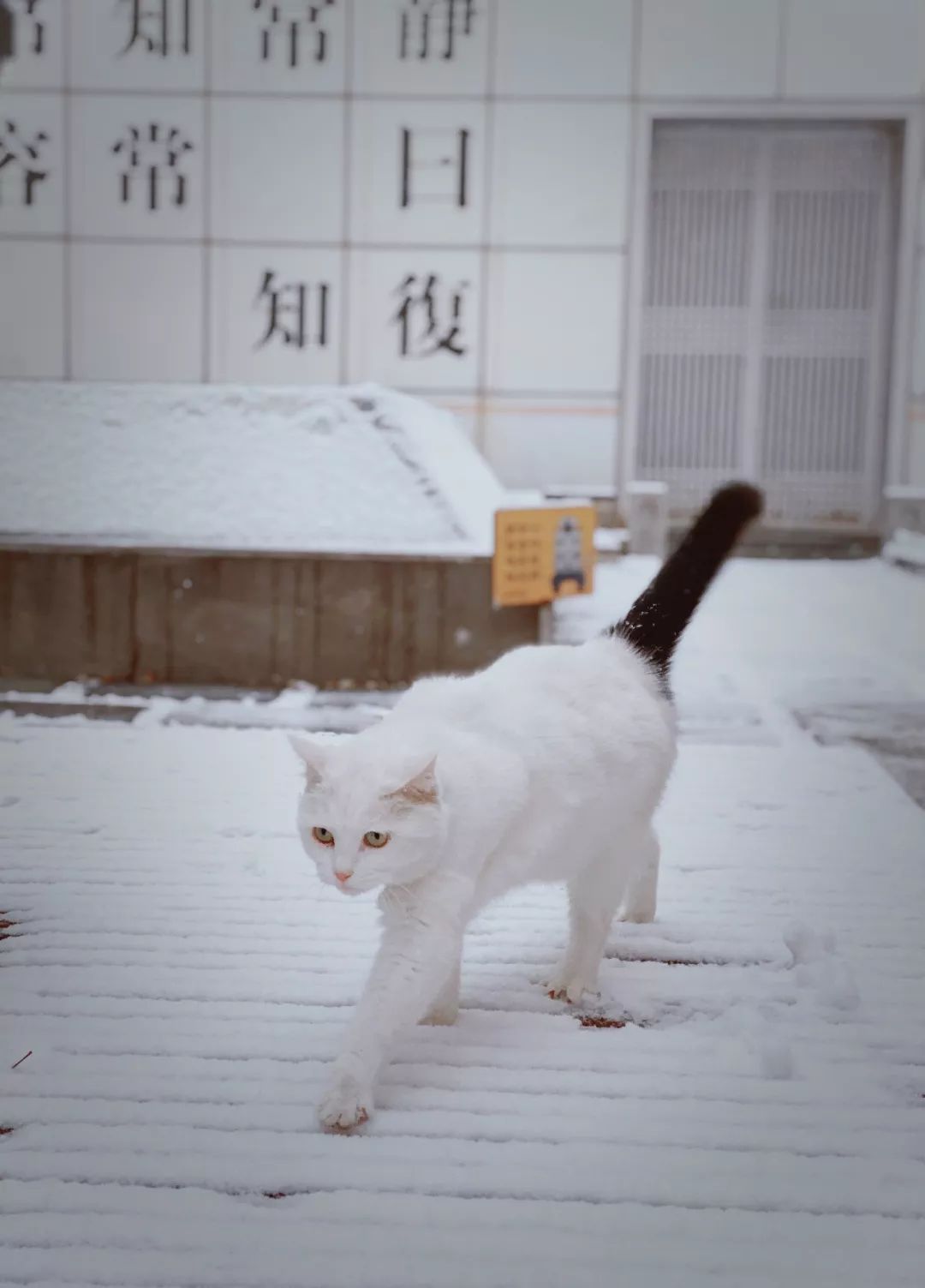 下雪啦！——总有些事不负所望