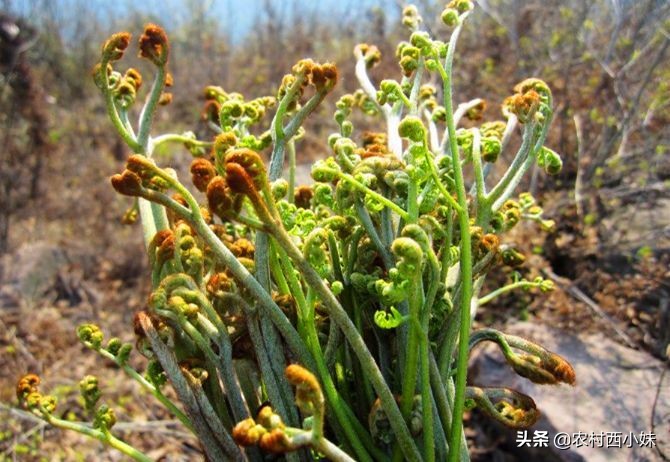 蕨菜什么季节有（什么时候有蕨菜）