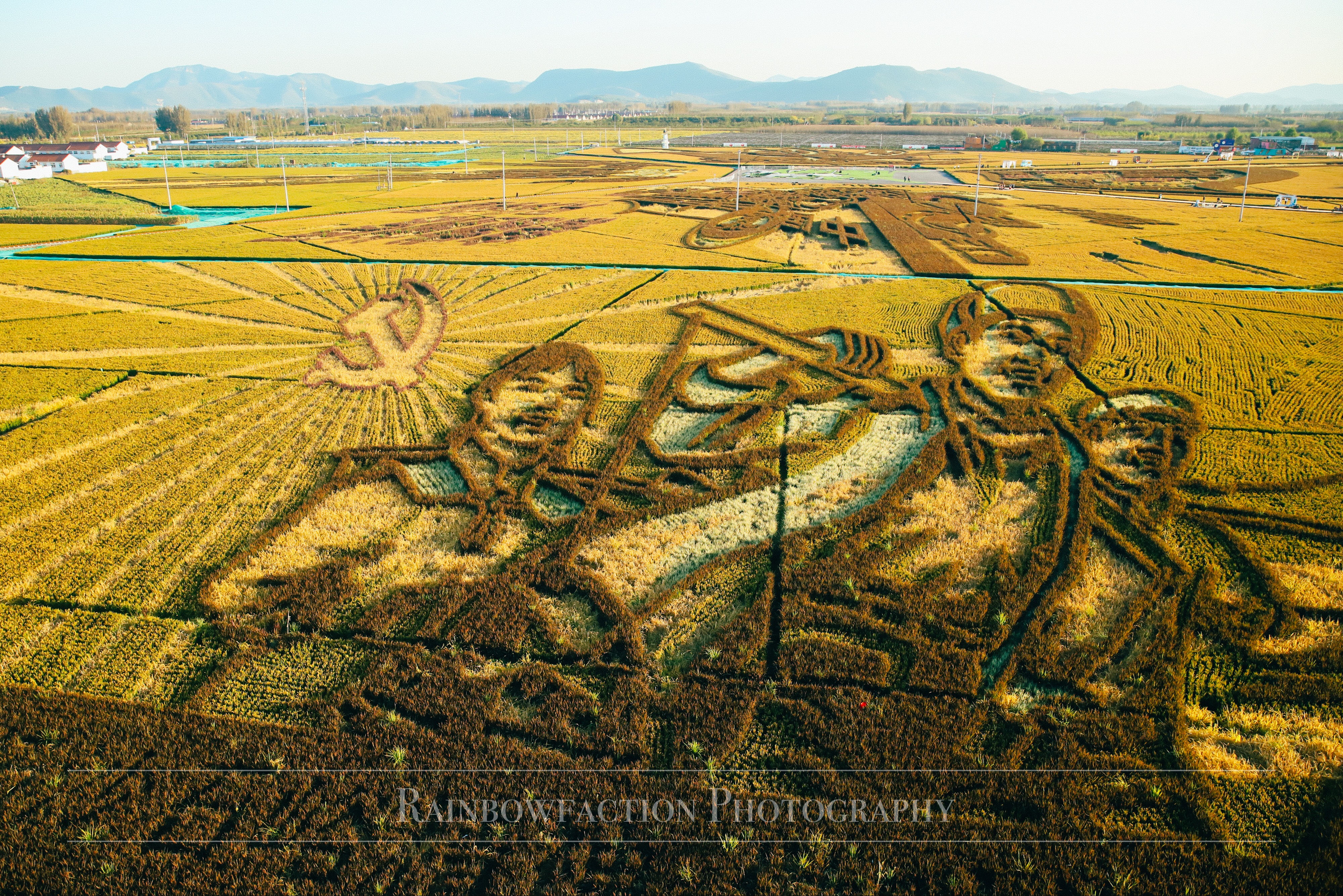 北京出发2小时，超美稻田免费玩～再不去后悔一年
