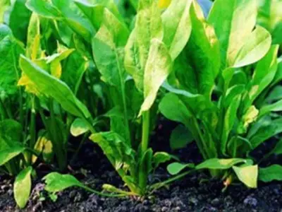 菠菜生长的适宜温度