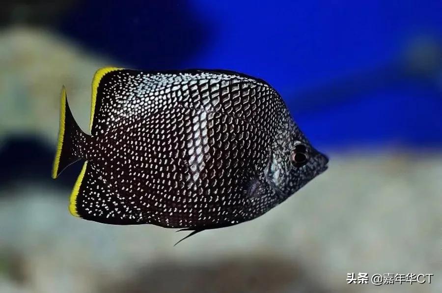 世界上最昂贵的10种观赏鱼