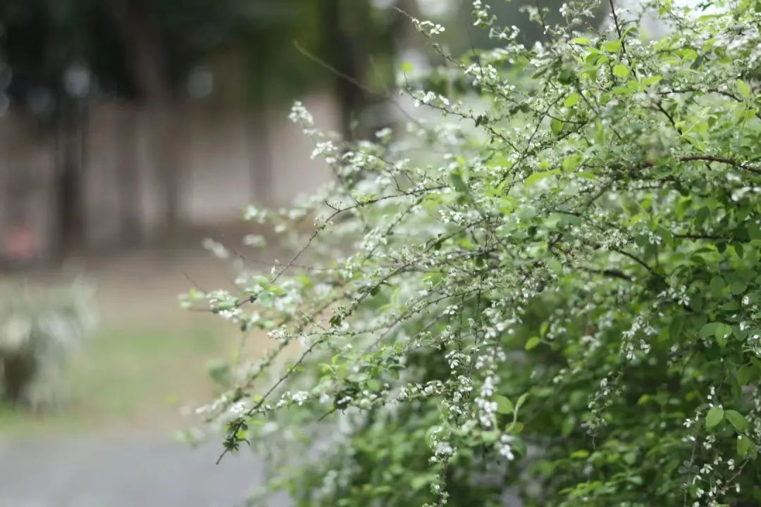 惊蛰