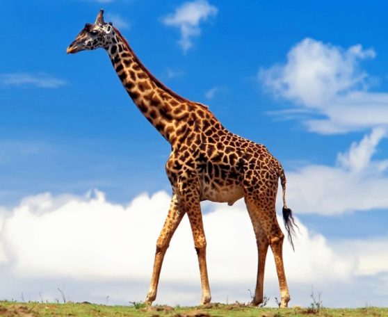 人造革是什么样子的（超全面珍稀皮革博览：33种罕见皮革材料图文集合）