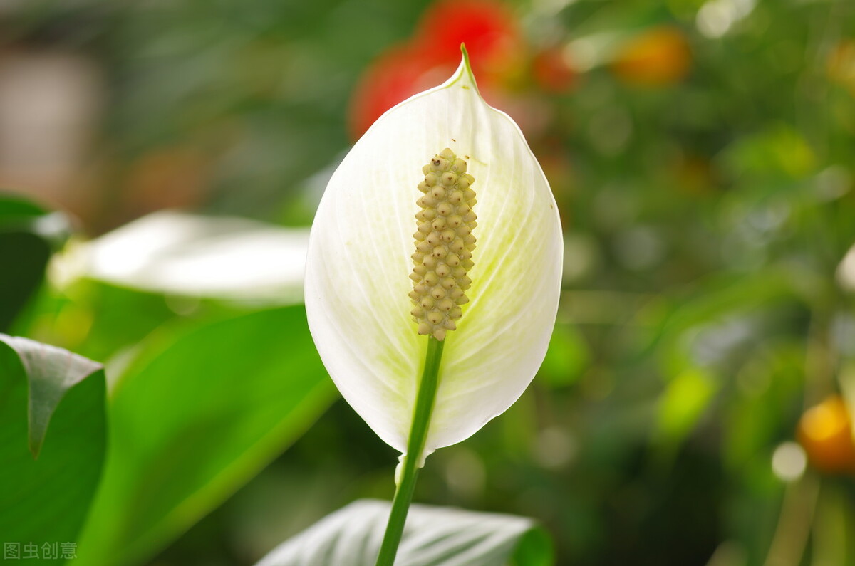 教师节别给老师送花束了，聪明人送5种盆栽，让老师“记忆深刻”