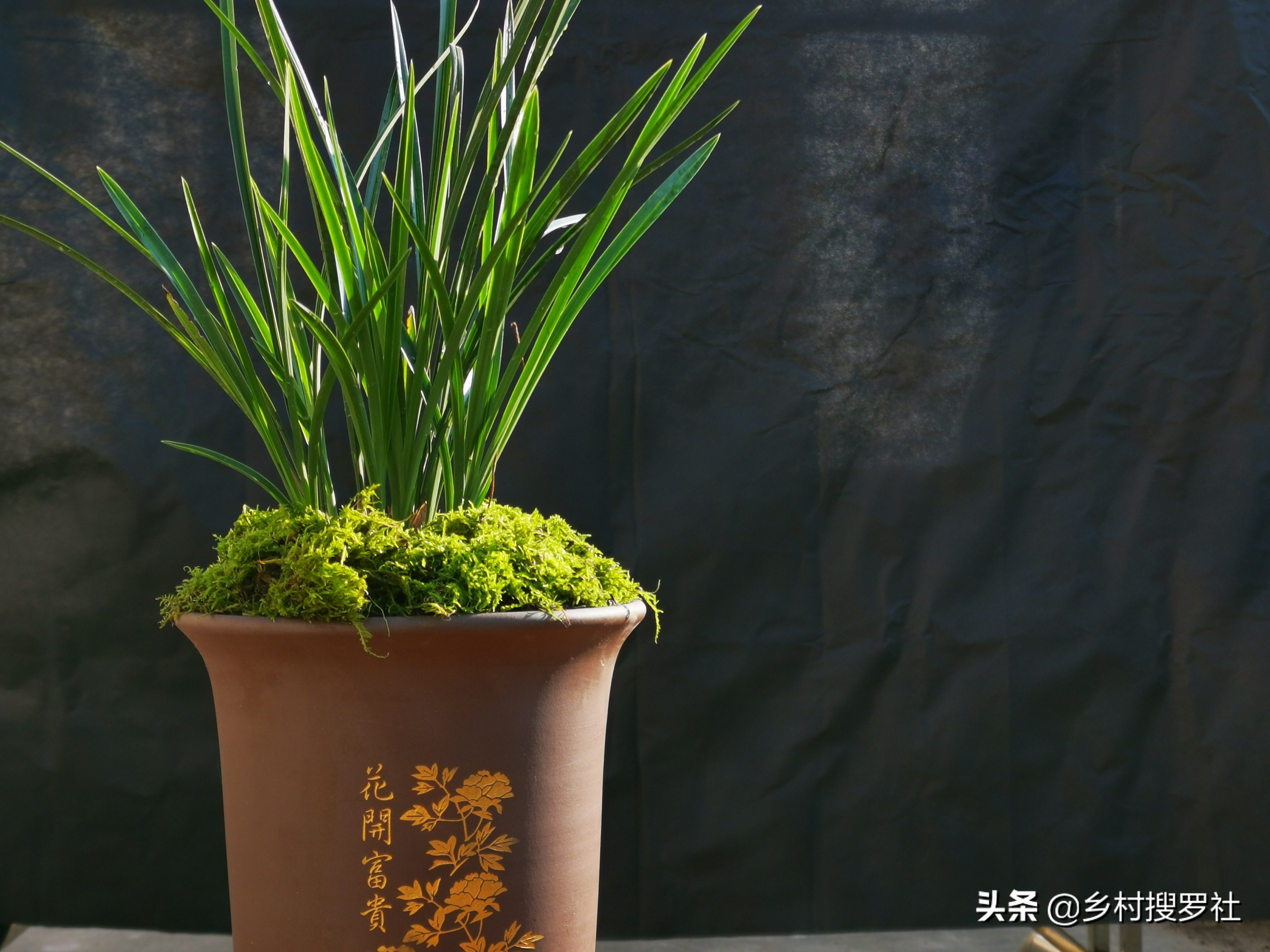 巧用氮肥，让兰花叶片肥厚墨绿？兰友说：尿素的高效使用法并不难