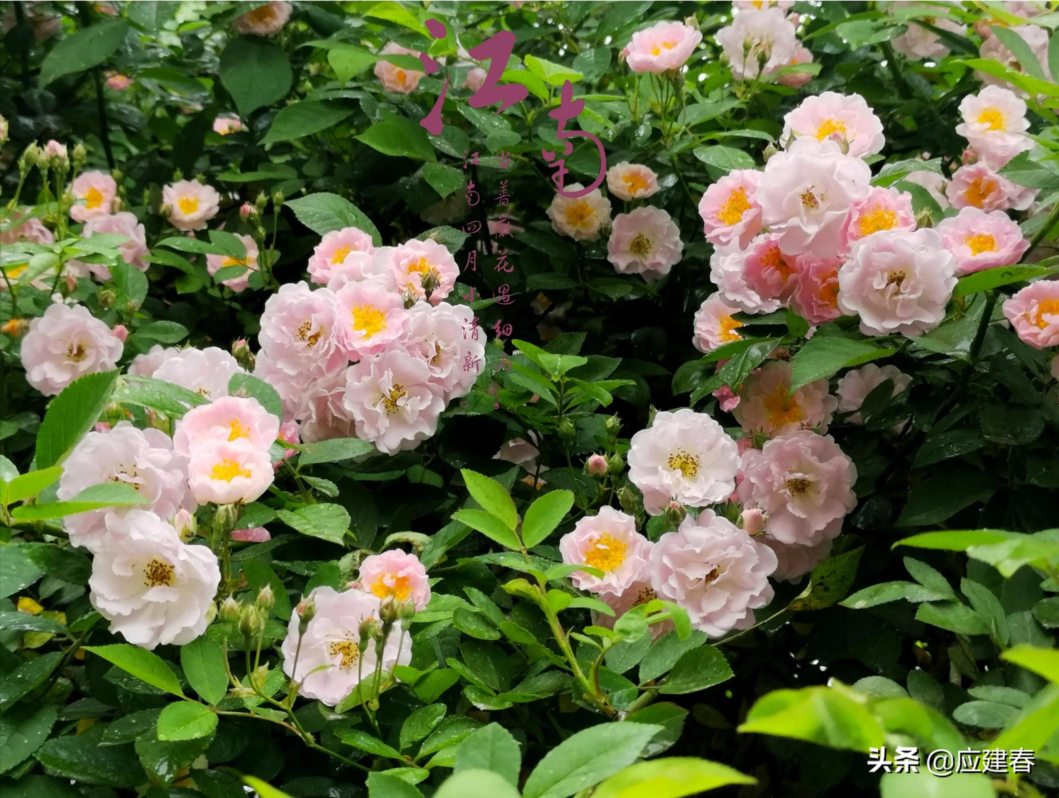 「散文」当蔷薇花遇细雨，江南四月小清新