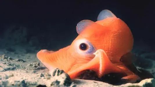 水中的小飞象,号称小飞象却不会飞,只会可爱卖萌的"笨蛋章鱼"