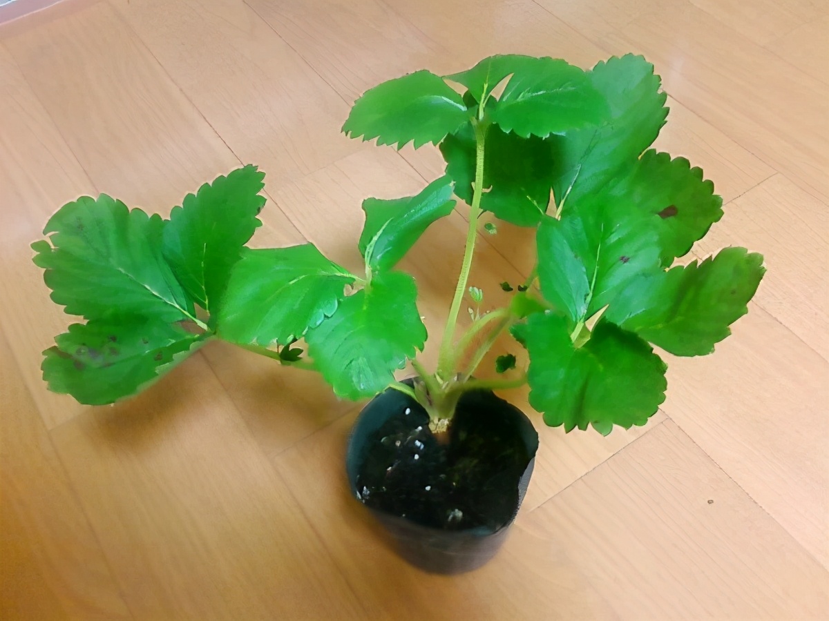 草莓种植过程记录（阳台盆栽草莓种植攻略）
