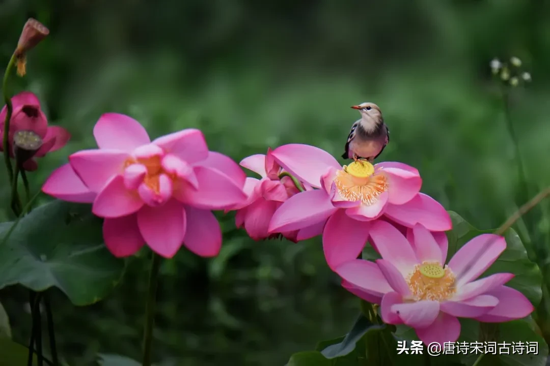 清灵悦耳的鸟鸣声中，百鸟翩跹起舞，宛如天籁之音在林间悠扬回荡。