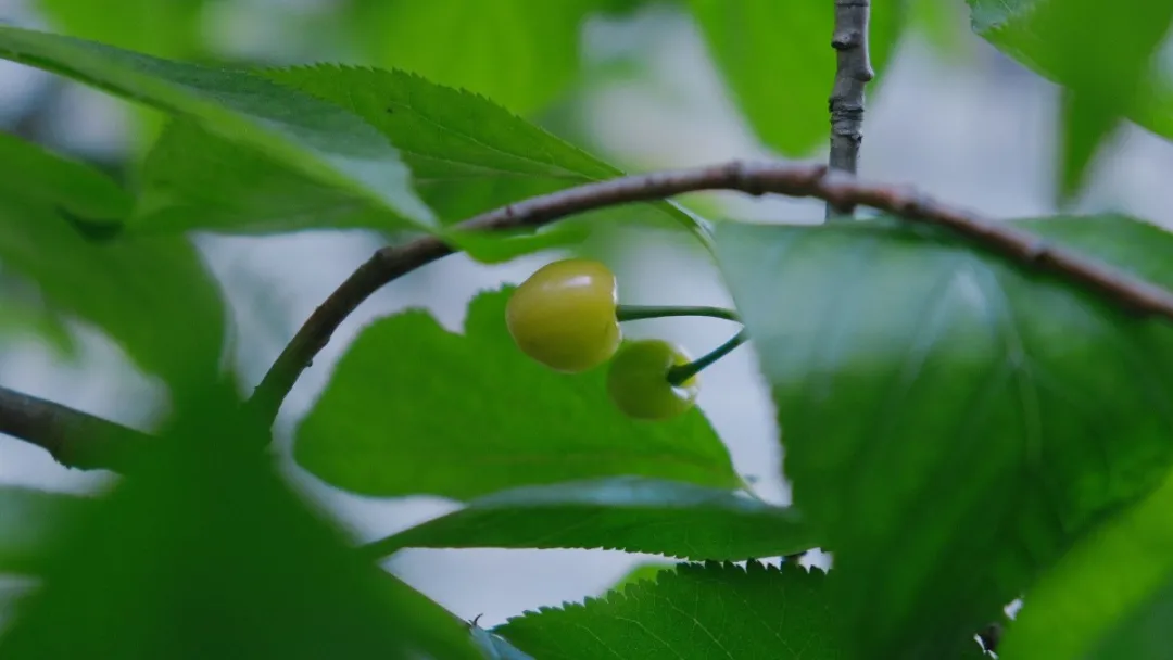 90��ѧ������ߣ���Ȼ��һ�ף���ҵ2�꣬ȫ���������ֲ���10��