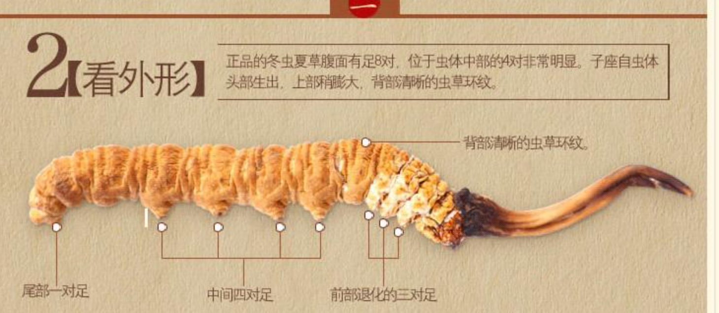 冬虫夏草究竟是虫还是草冬虫夏草到底是虫还是草