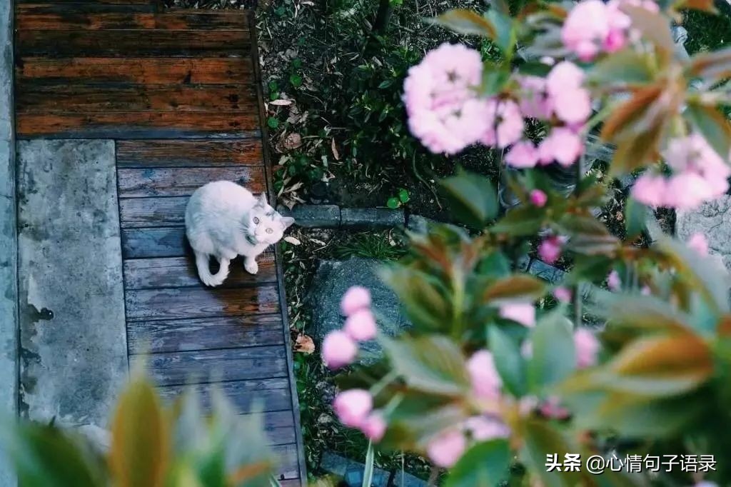 苍天不负人，苦尽甘自来
