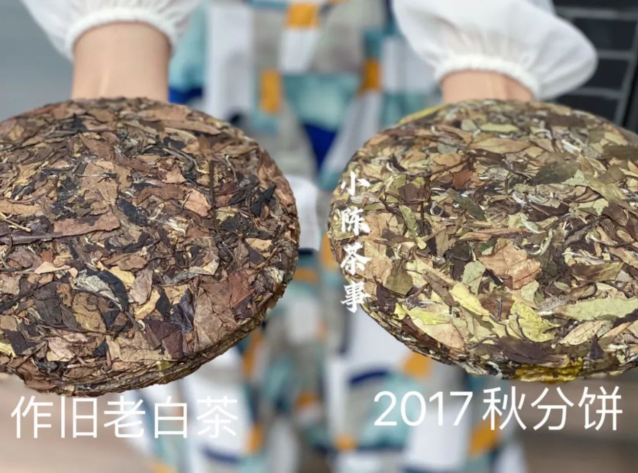 200元买了白牡丹，掌柜还送我一饼5年陈老白茶，我这是捡漏了吗？