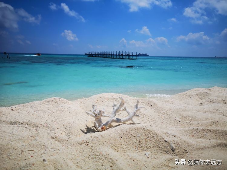 西沙~南海中的一片莲