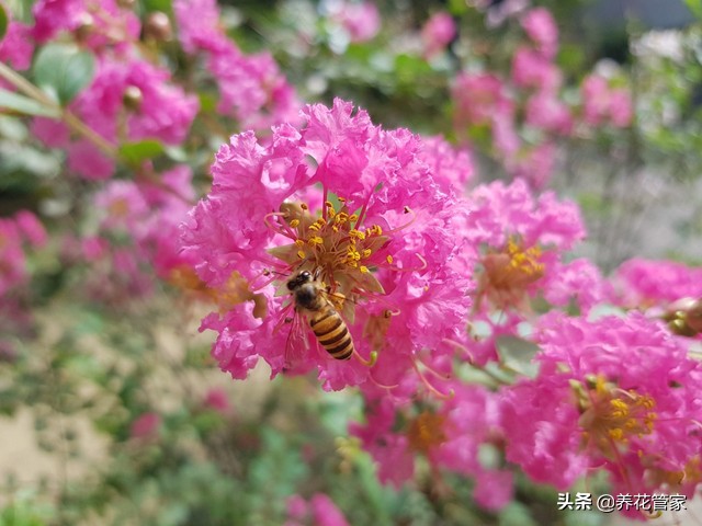 谁说花无“百日红”？紫薇，从诗词里走出来