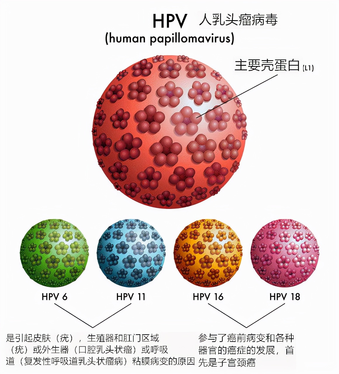 HPV是什么？为什么会感染？如何防治？疫苗怎么接种？一文全知道