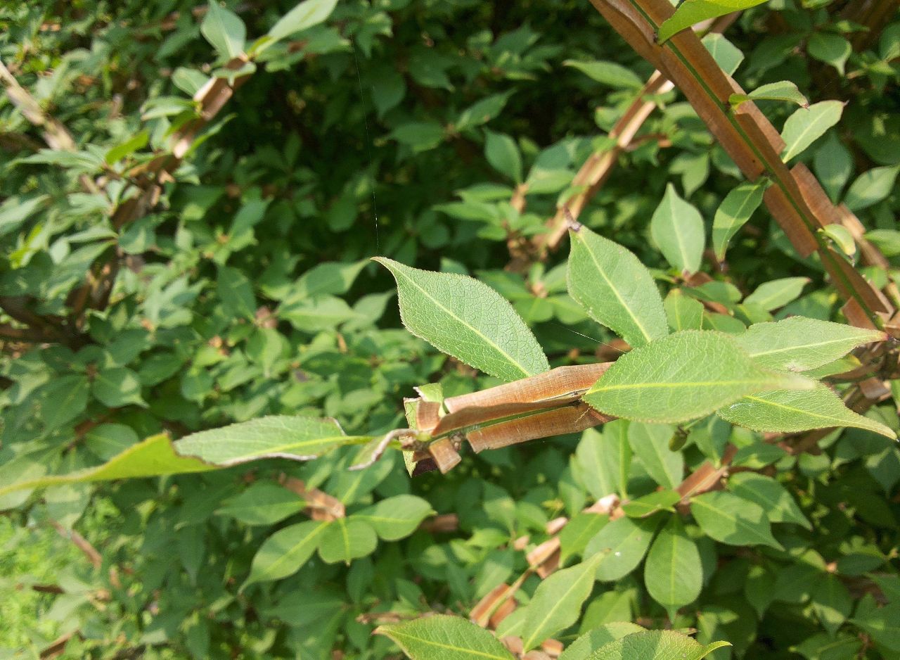 二丑是什么中药它还有其它别名么,炒二丑是什么中药-友友