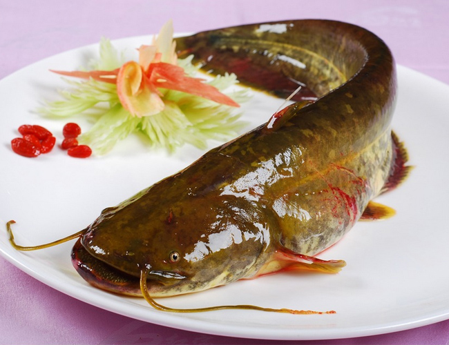 鲶鱼是不是很脏(鲶鱼可能存在重金属等有害物质)