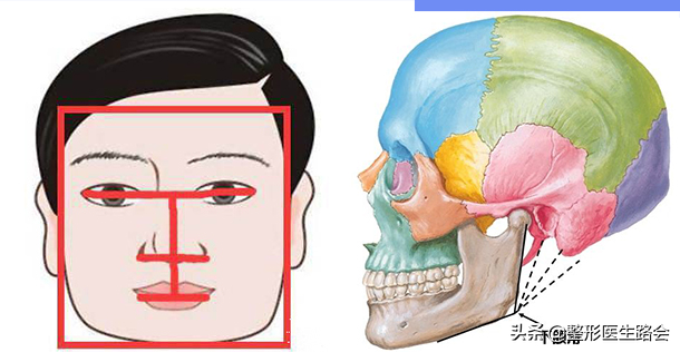 为什么就你的脸又大又宽 从骨相上分析一目了然