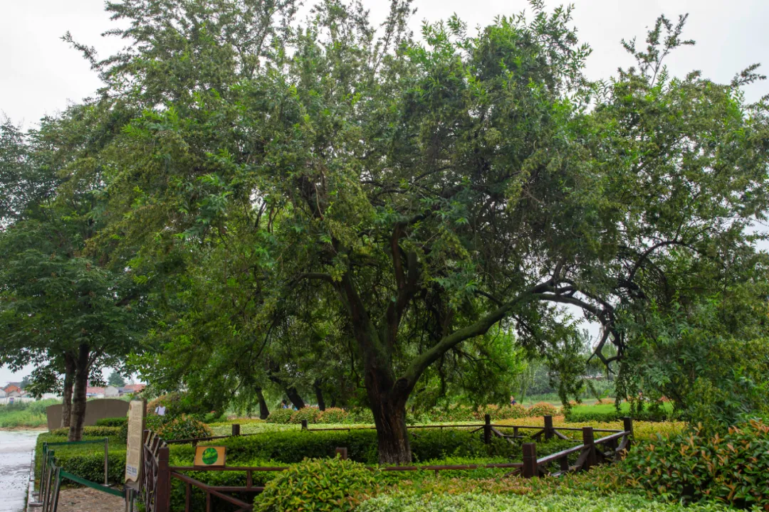 这个苏北小镇九龙口,为什么看起来像江南?